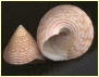 Top shell