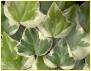 Variegated Ivy